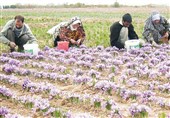 32 درصد جمعیت خراسان جنوبی در بخش کشاورزی فعال هستند