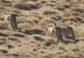 Cheetah Caught Stealing Wildlife Park Ranger’s Shoe in Iran’s Semnan (+Video)