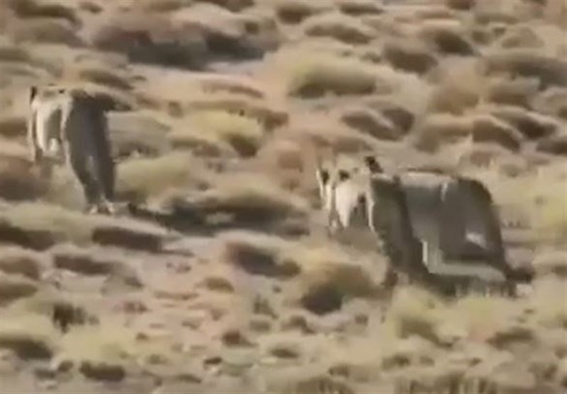 Cheetah Caught Stealing Wildlife Park Ranger’s Shoe in Iran’s Semnan (+Video)