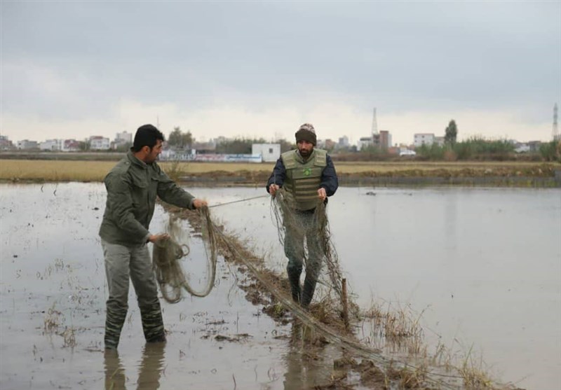 آذربایجان شرقی| دستگیری صیاد غیرمجاز با 700 قطعه ماهی در مراغه