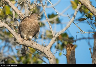 پرنده قرقی 