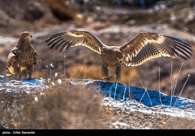 عقاب صحرایی