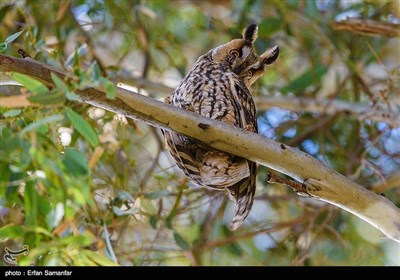 جغد گوش دراز