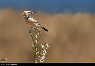 عالم الطیور الجمیل