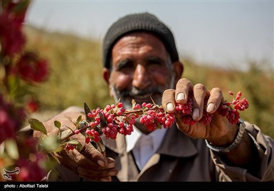 برداشت زرشک در بیرجند