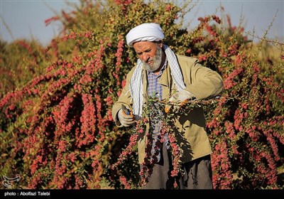 برداشت زرشک در بیرجند