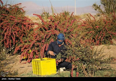 برداشت زرشک در بیرجند