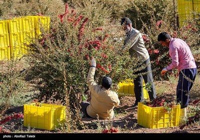 برداشت زرشک در بیرجند