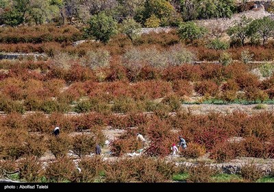 برداشت زرشک در بیرجند