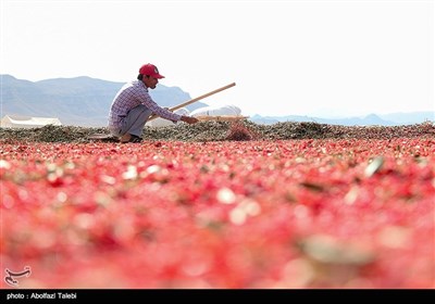 برداشت زرشک در بیرجند