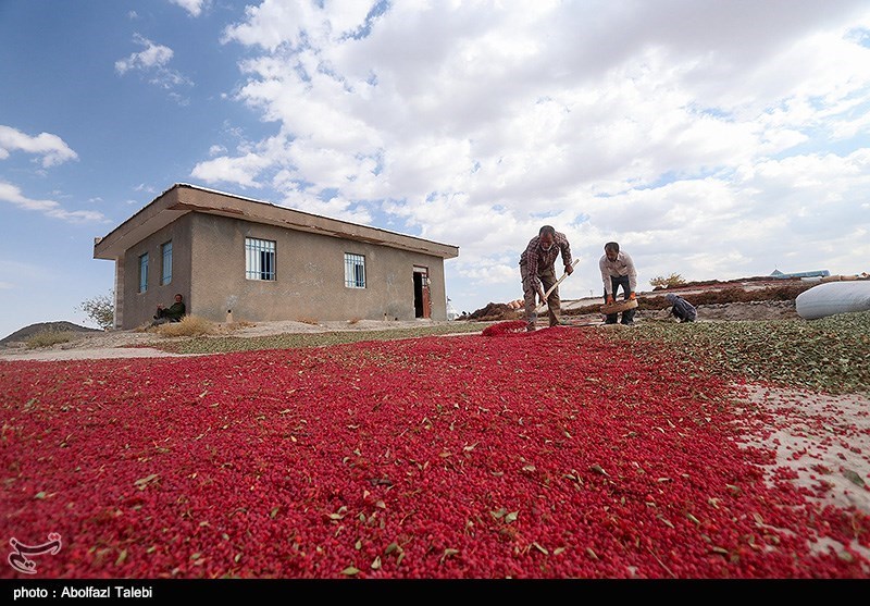 چتر حمایتی تعاون روستایی بر سر زرشک‌کاران خراسان جنوبی