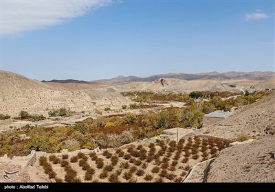 برداشت زرشک در بیرجند