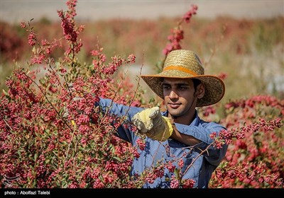 برداشت زرشک در بیرجند