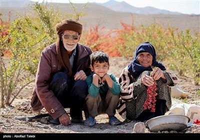 برداشت زرشک در بیرجند