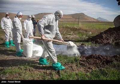 مانور مقابله با آنفلوآنزای فوق حاد پرندگان -کرمانشاه 