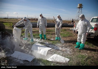 مانور مقابله با آنفلوآنزای فوق حاد پرندگان -کرمانشاه 