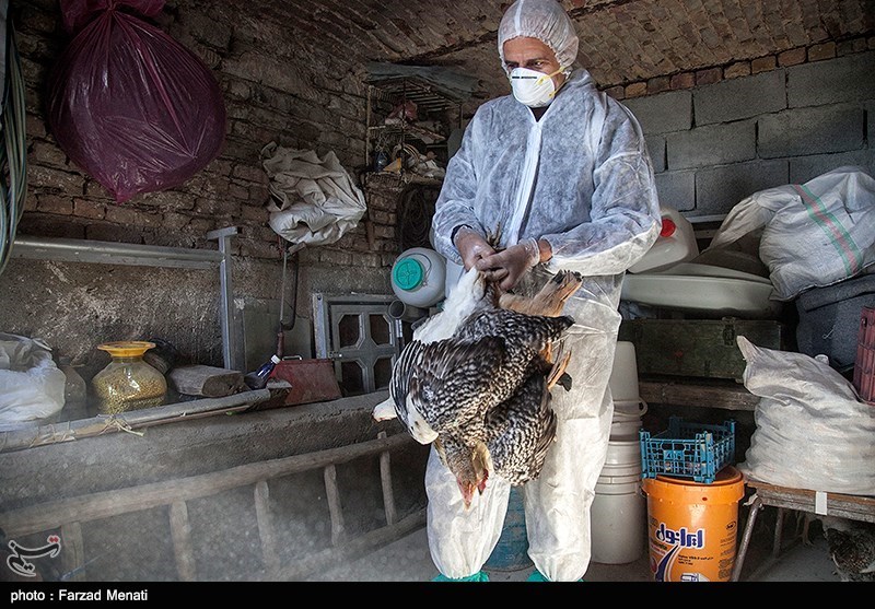 مشاهده 2 مورد آنفلوانزای فوق حاد پرندگان در مازندران