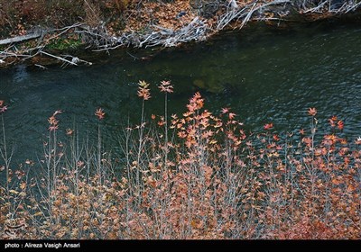 زاینده رود میں موسم خزاں کی تصویری جھلکیاں