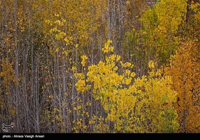 زاینده رود میں موسم خزاں کی تصویری جھلکیاں