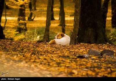 طبیعت پاییزی گرگان