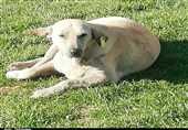 تحویل 135 قلاده سگ به حامیان حقوق حیوانات