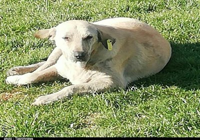 سمنان به‌دنبال الگوی پایدار برای کنترل جمعیت سگ‌های بلاصاحب