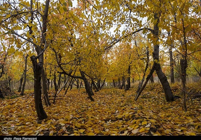 طبیعت پاییزی روستاهای قم به روایت تصویر
