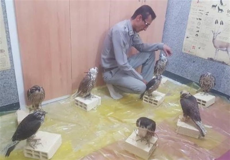 بوشهر|8 پرنده شکاری قاچاق در عسلویه کشف شد