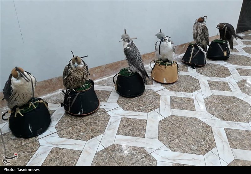 خوزستان| باند قاچاقچیان پرندگان شکاری گران قیمت در حمیدیه منهدم شد