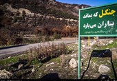 اکسیژن جهان در خاک ایران/موزه زنده دنیا با درختان درمانگر و حیوانات منحصربه‌فرد + تصاویر