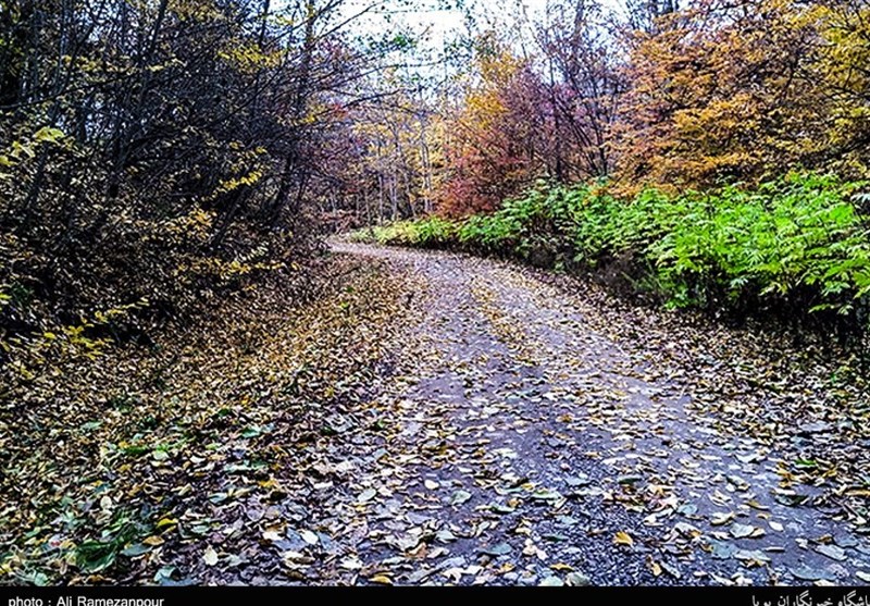 جنگل‌های هیرکانی بی‌نصیب از مزایای ثبت جهانی / ‌مافیای قاچاق چوب در کمین جنگل‌های شمال کشور