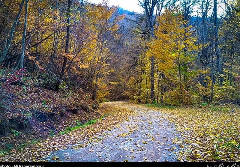 Caspian Hyrcanian Mixed Forests in Northern Iran