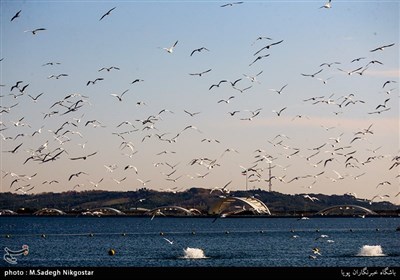 پرندگان مهاجر دریاچه شهدای خلیج فارس