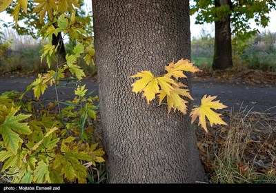 طبیعت پاییزی - ارومیه