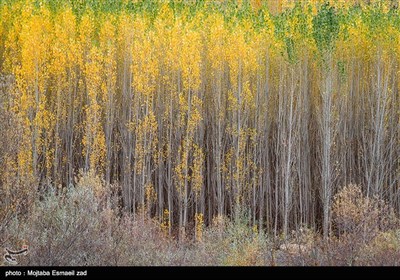 طبیعت پاییزی - ارومیه