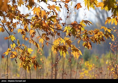 طبیعت پاییزی - ارومیه