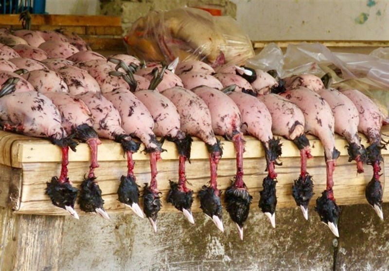 نسل‌کشی پرندگان مهاجر در شمال؛ فروش گوشت لاکچری شکار در تهران