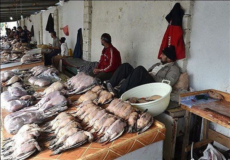از شایعه تا واقعیت| گزارش تسنیم از پشت‌پرده شکار و فروش پرندگان مهاجر در فریدونکنار