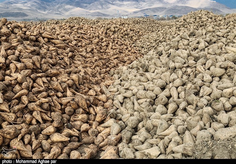 انباشت صدها هزار تن چغندرقند جلوی کارخانه‌های قند آذربایجان غربی+تصاویر