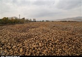 ادامه کشت بی رویه چغندرقند حل بحران دریاچه ارومیه را مختل کرد