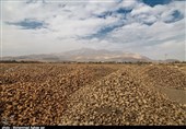 آذربایجان‌غربی| قیمت تضمینی خرید چغندر از کشاورزان 50 درصد افزایش یافت