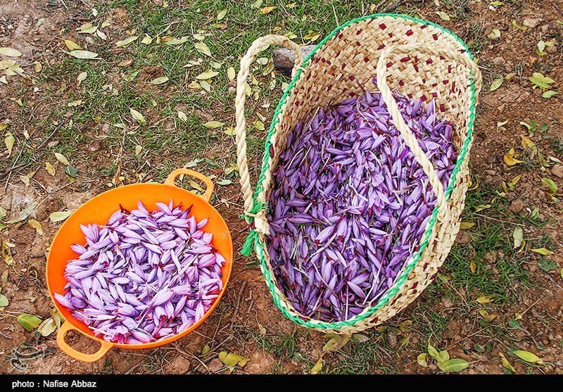 600 کیلوگرم زعفران از مزارع کاشان برداشت می‌شود