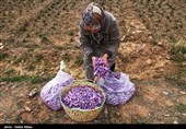 مشهد|تشکیل «سندیکای صادراتی» بسیاری از مسائل حوزه زعفران را برطرف می‌کند