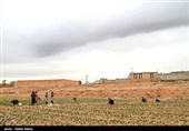 خراسانرضوی|«نان آجر شده» زعفرانکاران ششتمد؛ جای حمایت عملی دولت خالی است