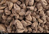 فصل برداشت و دردسرهای تمامنشدنی چغندرکاران آذربایجان غربی/ دلالان بیبرنامگی مسئولان را فرصت میشمارند