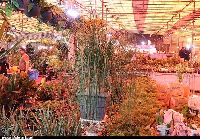 ‌نخستین مرکز مکانیزه صادرات گل کشور دهه فجر در اسلامشهر افتتاح می‌شود‌
