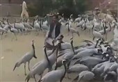 Eurasian Cranes Welcomed by People in Iran's Southeastern Province (+Video)