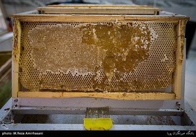 کندو مجموعه‌ای از حفره‌های شش ضلعی از جنس موم است که به وسیله زنبور عسل ساخته می‌شود و محل نگاه داری لاروها و ذخیره‌سازی عسل و گرده است.