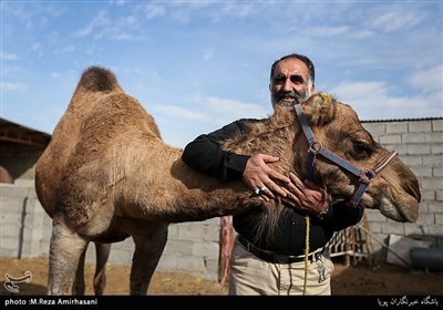 صنعت شترداری به دلیل نوپابودن علاوه بر کارآفرینی، باعث کمک به اقتصاد کشور نیز است و آینده روشنی خواهد داشت