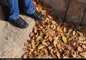 اعجاز رنگ‌های پاییزی در حال و هوای این روزهای تبریز به روایت تصویر